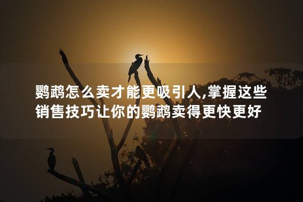 鸚鵡怎么賣才能更吸引人,掌握這些銷售技巧讓你的鸚鵡賣得更快更好